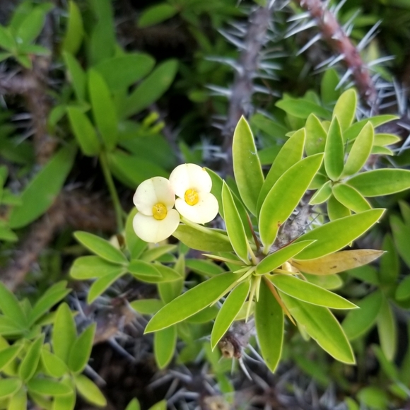 Meet your Posher, Polly. - Picture 2 of 5